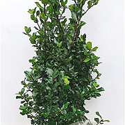 Ilex meserv. 'Blue Prince' 100-125 cm met kluit