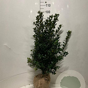Ilex meserv. 'Blue Prince' 100 cm met kluit