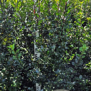Ilex meserv. 'Blue Prince' 125-150 cm met kluit