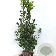 Ilex meserv. Heckenfee 100-120 cm met kluit