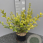 Ligustrum oval. 'Aureum' 30-40 cm 3,0L