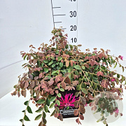 Loropetalum c. 'Daybreak's Flame 40-45 cm 10L