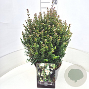 Luma apiculata 40-45 cm 10L