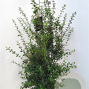 Osmanthus burkwoodii 100-125 cm met kluit extra
