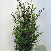 Osmanthus burkwoodii 125-150 cm met kluit extra