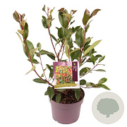 Photinia fraseri 'Red Robin' 30-40 cm 5,0L