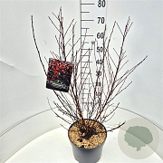 Physocarpus opulif. All Black 60-80 cm 10L