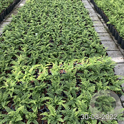 Polystichum aculeatum GM 2,0L