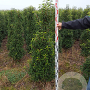 Prunus l. 'Angustifolia' 140-160 cm met kluit