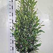 Prunus l. Elly 160-180 cm met kluit