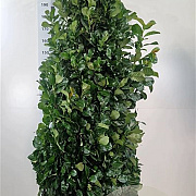 Prunus l. Etna 180-200 cm met kluit extra