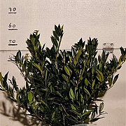 Prunus l. 'Otto Luyken' 50-60 cm met kluit