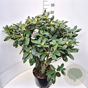 Rhododendron 'Catawb. Grandiflorum' 80-100 cm 10L