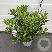 Rhododendron 'Roseum Elegans' 50-60 cm 7,5L