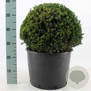 Taxus baccata 45 cm 18L bol