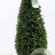 Taxus baccata 60-70 cm 10L kegel