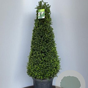 Taxus baccata 80-100 cm 12L kegel