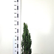 Taxus b. 'Fastigiata Robusta' 60-80 cm met kluit
