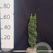 Taxus b. 'Fastigiata Robusta' 60-80 cm met kluit