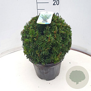 Taxus media 'Farmen' 30 cm 7,5L bol