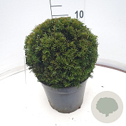 Taxus media 'Groenland' 30 cm 7,5L bol