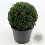 Taxus media 'Groenland' 35 cm 10L bol
