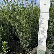 Taxus media 'Groenland' 60-80 cm met kluit