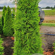 Thuja occ. 'Brabant' 175-200 cm met kluit verplant