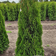 Thuja occ. 'Smaragd' 175-200 cm met kluit