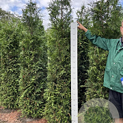 Thuja pl. 'Excelsa' 225-250 cm met kluit