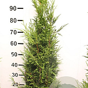 Thuja pl. 'Martin' 80-100 cm met kluit