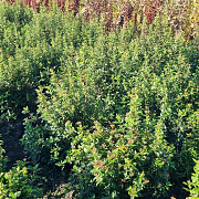 Viburnum tinus 60-80 cm met kluit
