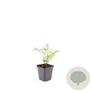 Sorbaria sorbif. 'Sem' GM P9