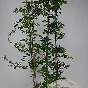 Carpinus betulus 175-200 cm 5,0L Gestokt