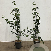 Cornus mas 60-80 cm 2,5L