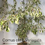 Cornus controversa 'Variegata' 125-150 cm met kluit