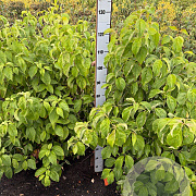 Cornus florida 100-125 cm met kluit
