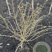 Euonymus alatus 60-80 cm met kluit