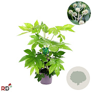 Fatsia japonica 60-80 cm 5,0L