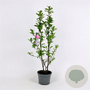 Magnolia 'Susan' 100-125 cm 25L solitair
