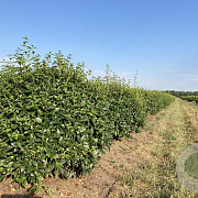 Osmanthus burkwoodii 70 cm container bol