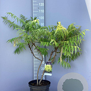 Rhus typhina Tiger Eyes 80-100 cm 10L