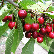 Prunus avium 'Karina' 16-18 HO draadkluit 3 X verplant
