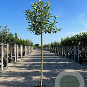 Malus d. 'Elstar' 12-14 HO 45L