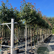 Photinia fraseri 'Red Robin' 8-10 HO 30L