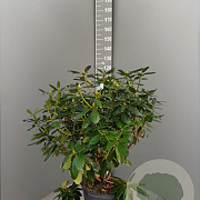 Rhododendron 'Catawb. Grandiflorum' 80-100 cm 15L