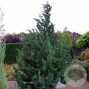 Chamaecyparis l. 'Wisselii' 30-40 cm 3,0L