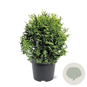 Chamaecyparis o. 'Melody' 20-25 cm 3,0L