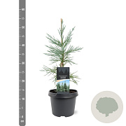 Sequoiadendron g. 'Glaucum' 25-30 cm 3,5L