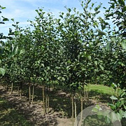 Alnus glutinosa 200-250 cm draadkluit meerstammig